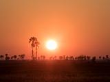 Africa 110 : Africa, Botswana, Grassland, Landscape, Makgadikgadi, Nature, Palm Trees, Sunrise, Trees